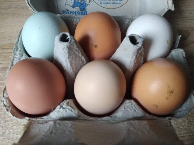 Oeufs colorés