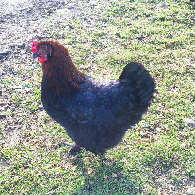 Oeufs fécondés MARANS