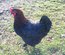 Oeufs fécondés MARANS