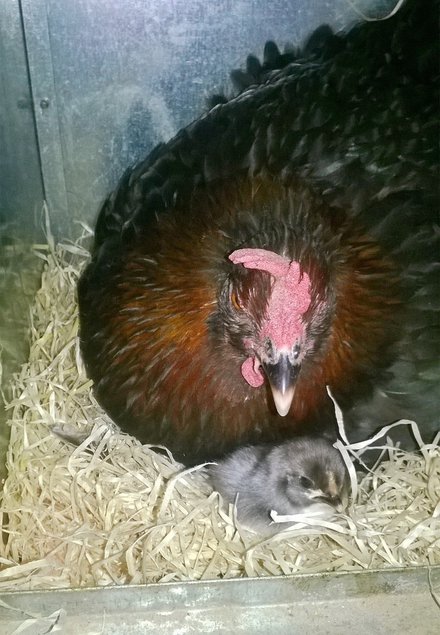 Oeufs fécondés MARANS