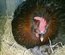 Oeufs fécondés MARANS