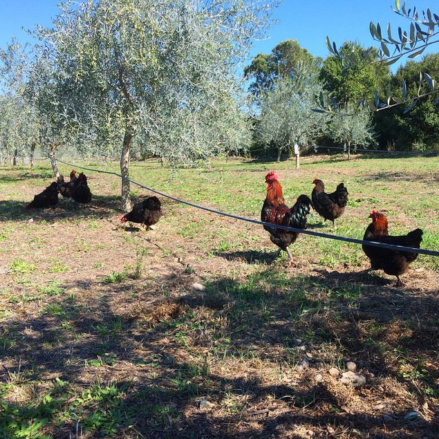 Oeufs fécondés MARANS