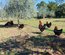 Oeufs fécondés MARANS