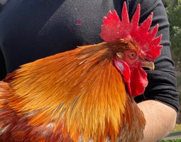 Oeufs fécondés MARANS