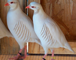 Perdrix chukar blanche