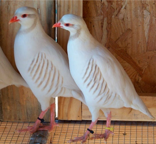 Perdrix chukar blanche