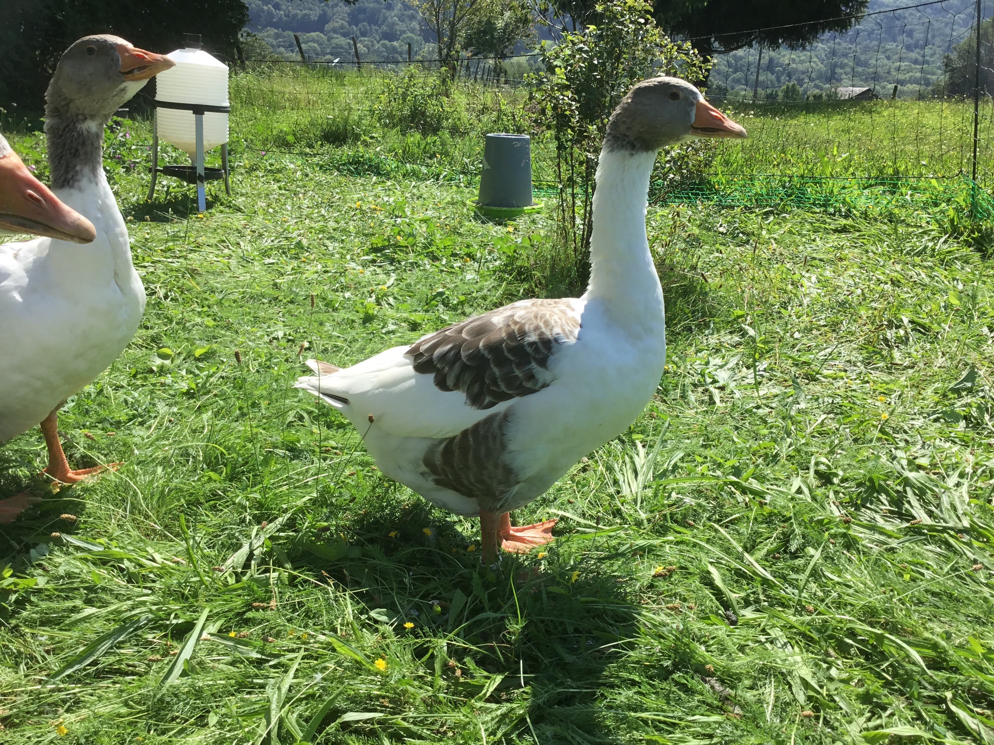 Oeufs D Oie Fecondes A Vendre Œufs fécondés d'oies flamande - Coco-Eco