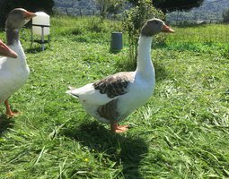 Œufs fécondés d’oies flamande