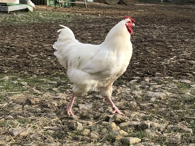 Oeufs à couver de Charollaise