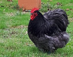 Oeufs fécondés Orpingtons GR Splashs/Bleus