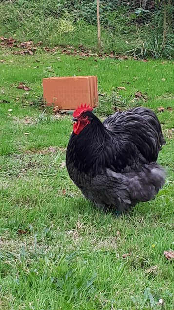 Oeufs fécondés Orpingtons GR Splashs/Bleus