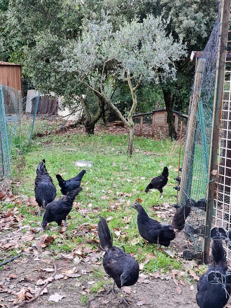 Oeufs fecondes AYAM CEMANI pure race