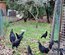 Oeufs fecondes AYAM CEMANI pure race