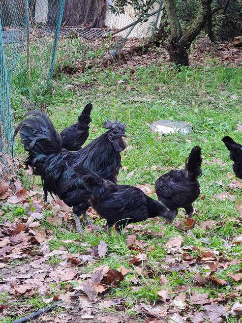 Oeufs fecondes AYAM CEMANI pure race