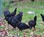 Oeufs fecondes AYAM CEMANI pure race