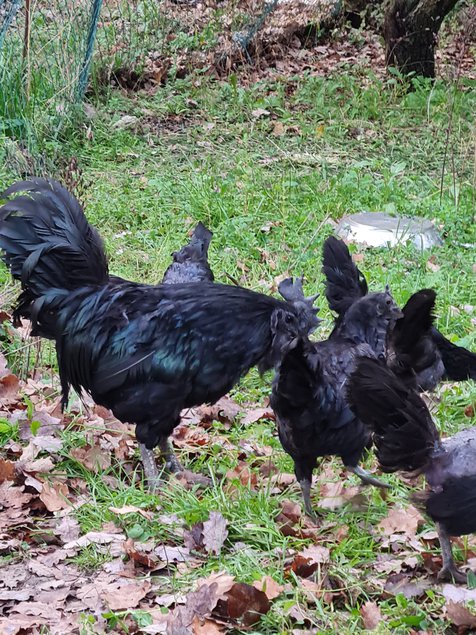 Oeufs fecondes AYAM CEMANI pure race