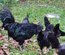 Oeufs fecondes AYAM CEMANI pure race