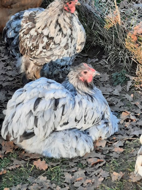 Oeufs fécondés Orpingtons GR Splashs/Bleus