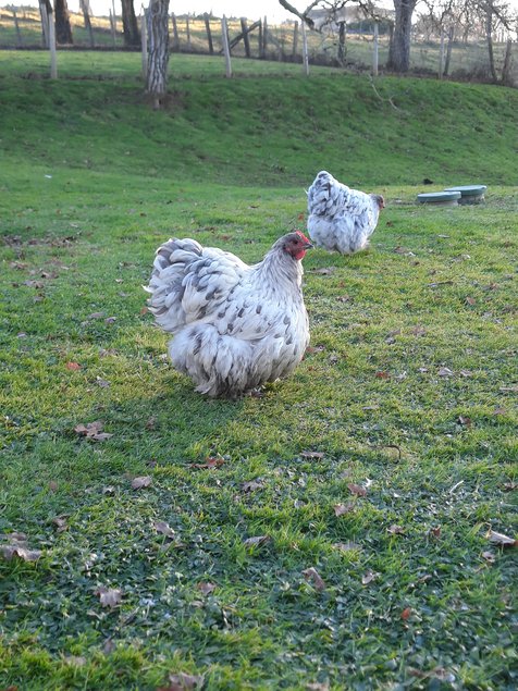 Oeufs fécondés Orpingtons GR Splashs/Bleus