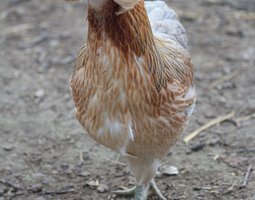 Oeufs d'Araucana pure race