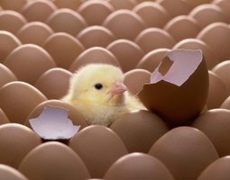 Qui de l’œuf ou de la poule: petites questions techniques