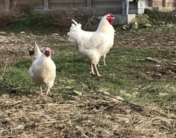 Oeufs à couver de Charollaise