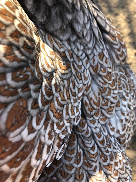 Barnevelder acajou a double liseré bleu