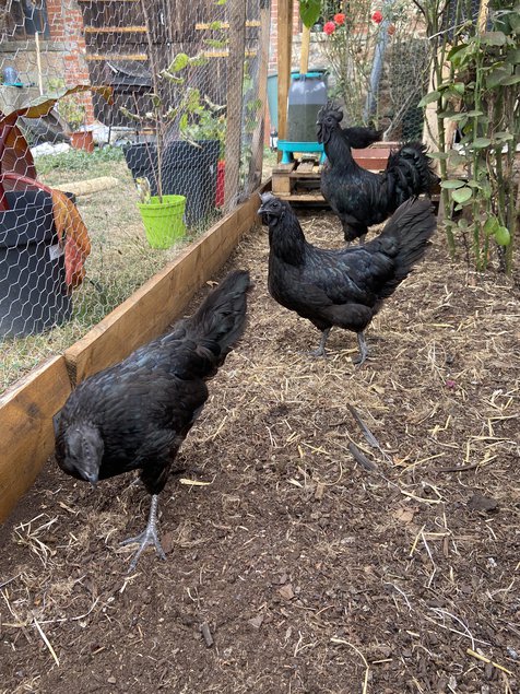 Oeufs fécondés de ayam cemani