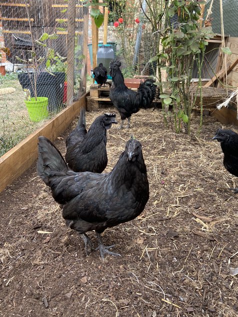 Oeufs fécondés de ayam cemani