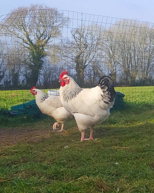 (LVDC) Poule Pondeuse Sussex Fermière