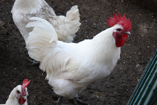 OEUF DE BRESSE BLANCHE