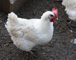 OEUF DE BRESSE BLANCHE