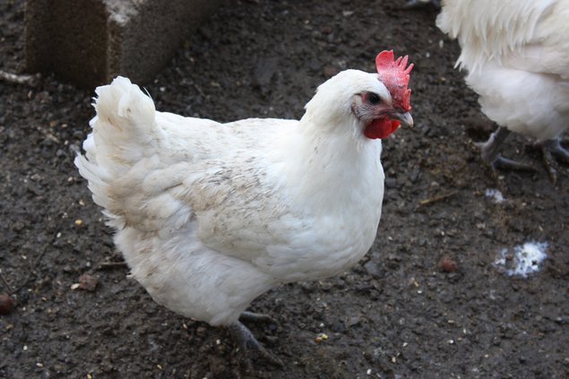 OEUF DE BRESSE BLANCHE