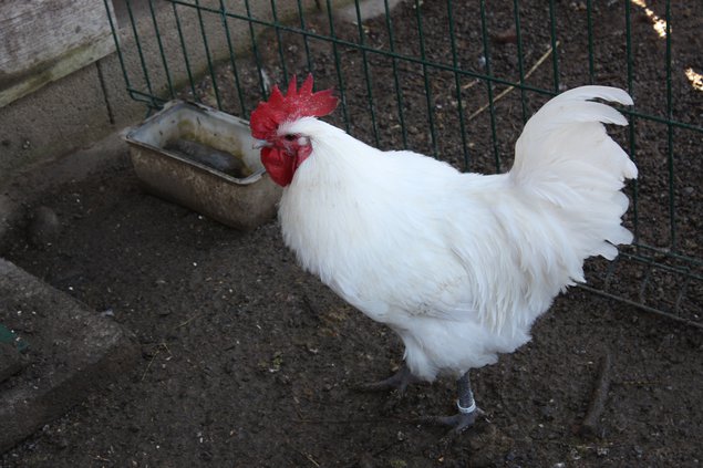 OEUF DE BRESSE BLANCHE