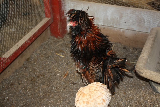 OEUF DE POULE PADOUE