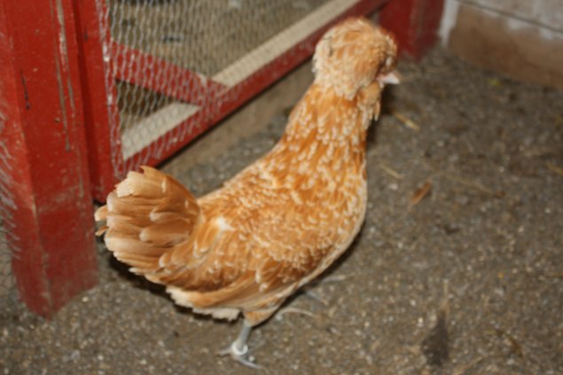 OEUF DE POULE PADOUE