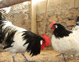 OEUF DE POULE LAKENFELDER