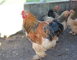 OEUFS DE POULE BRAHMA FAUVE HERMINE