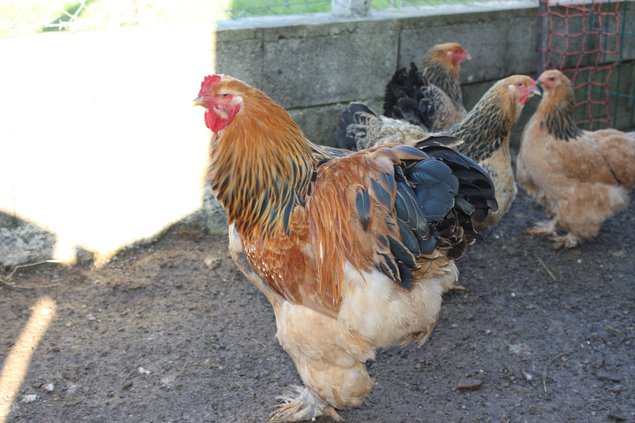 OEUFS DE POULE BRAHMA FAUVE HERMINE