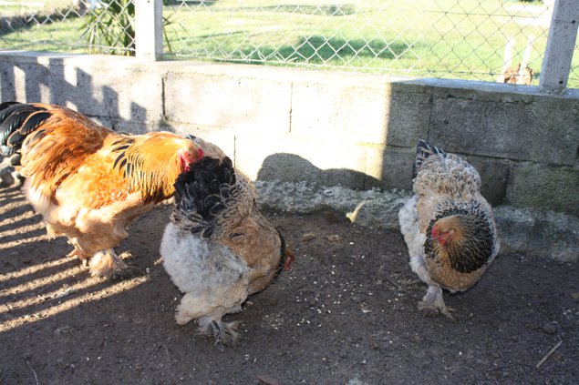 OEUFS DE POULE BRAHMA FAUVE HERMINE