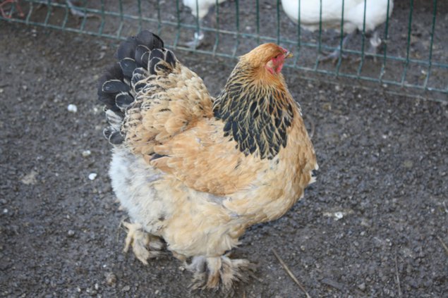 OEUFS DE POULE BRAHMA FAUVE HERMINE