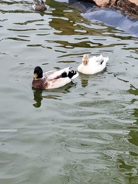 Œufs fécondé cane mignon argentée