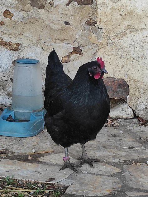 Poules noires de Janzé / noires de JANZE