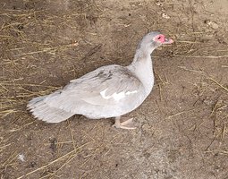 oeufs de cane de barbarie