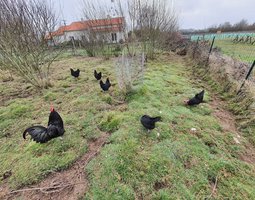 Gauloises noire Grande race