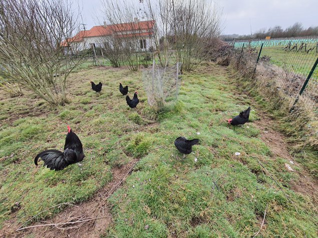 Gauloises noire Grande race