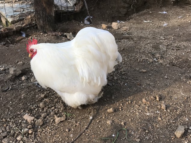 Oeufs fécondés Pekins blanches lisses et frises