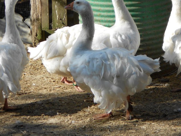 oeuf oie frisé DU DANUBE