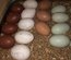 Mélange de 12 œufs colorés