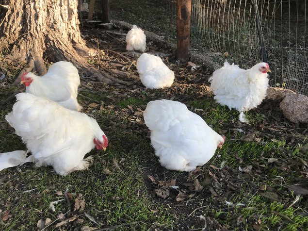 Oeufs fécondés Pekins blanches lisses et frises